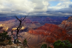 Persistence Grand Canyon National Park